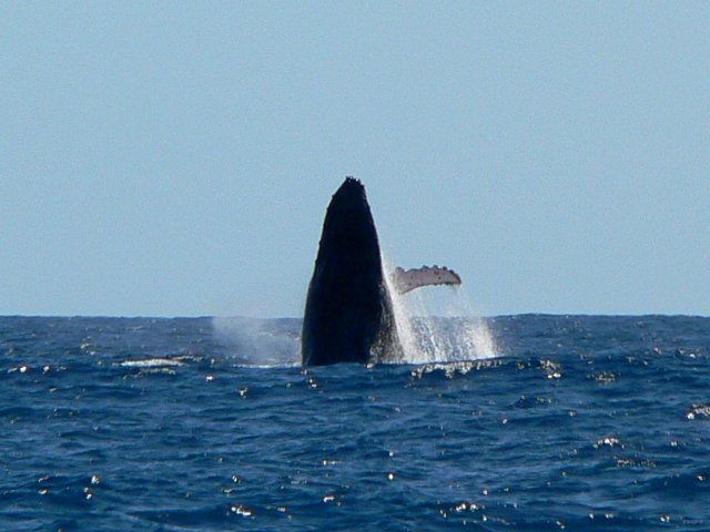 27- Baleines, groupe 5, sud du lagon, bord de recif 